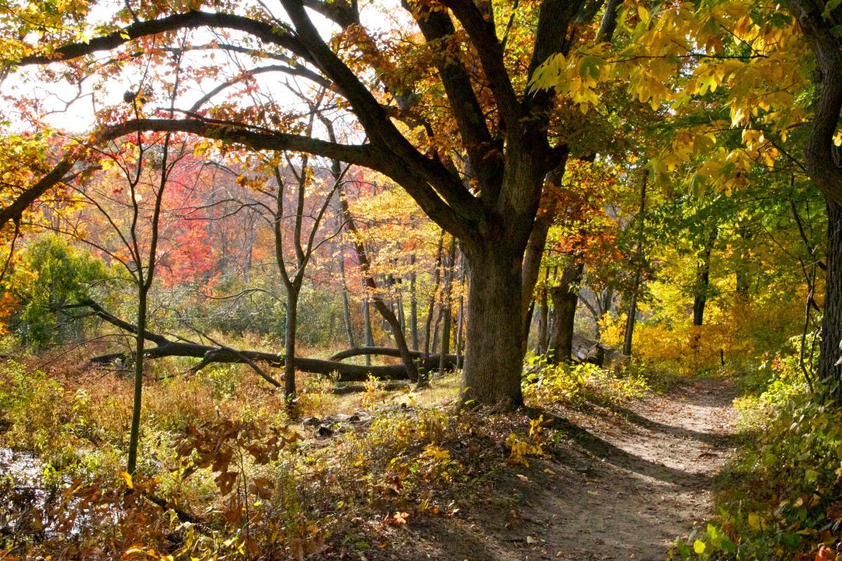 Indiana Activities Don’t Skip These 7 Autumn Activities in the Indiana Dunes | Things to ...