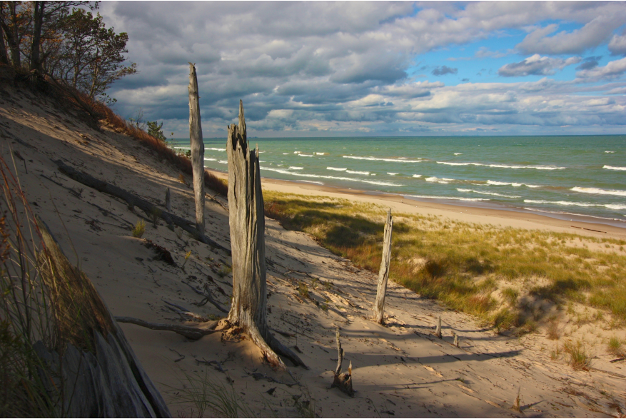 Weathered driftwood on the sandy beach at Indiana Dunes with Lake Michigan and dramatic clouds in the background