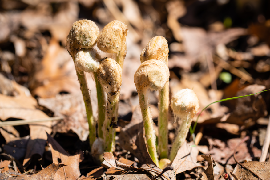 Ferns are just beginning to poke through the ground. They are still shaped like fiddleheads and not yet spread out to be fern-like.