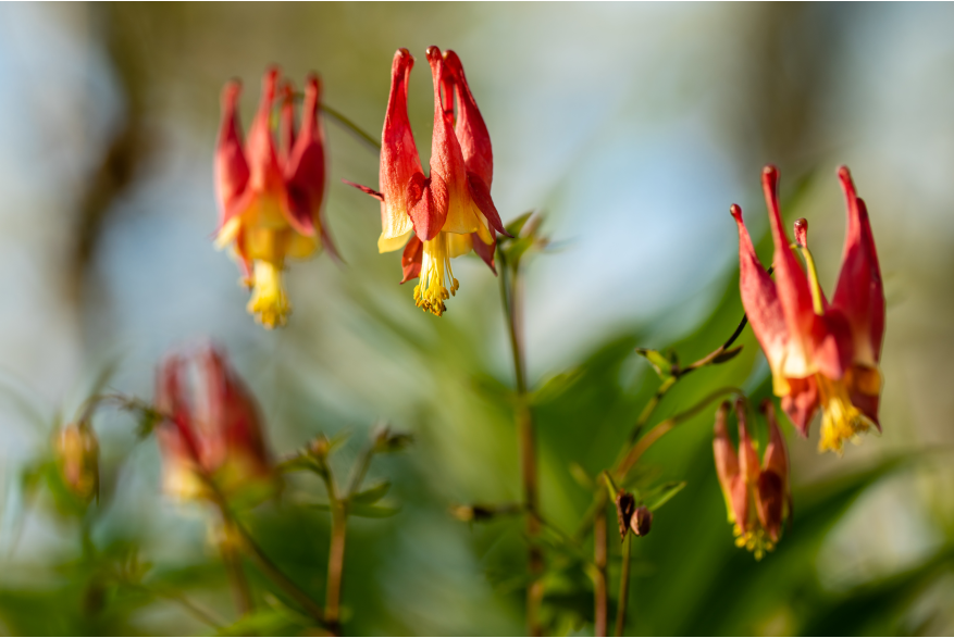 Red and yellow downward facing flowers