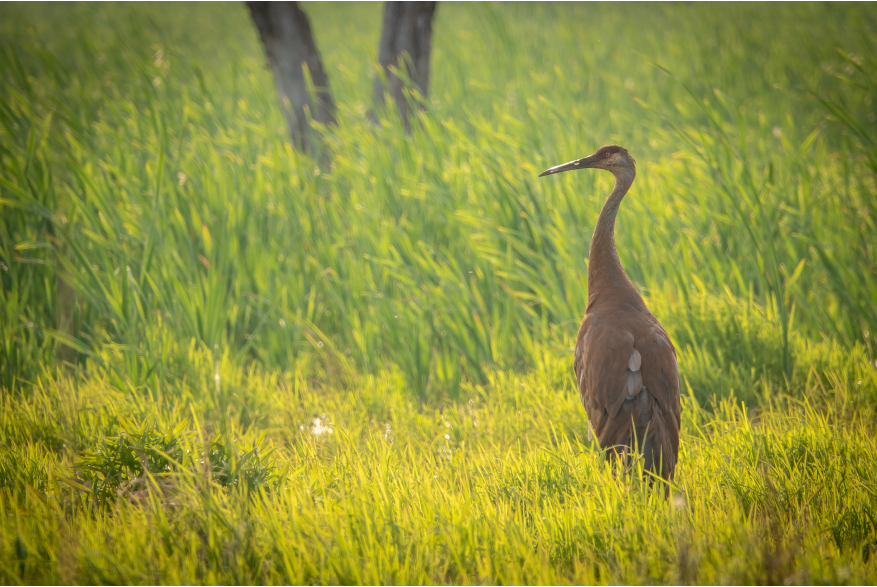 A Sandhill Crane at Cowles Bog