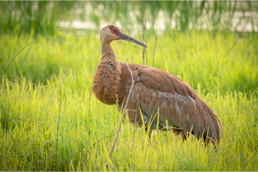 A sandhill crane looks back at something in the distance. It stands in a marshy area with vegetation.