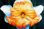 Dan DeRoux’s Power Flower