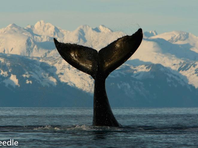 Jay Beedle Island Images