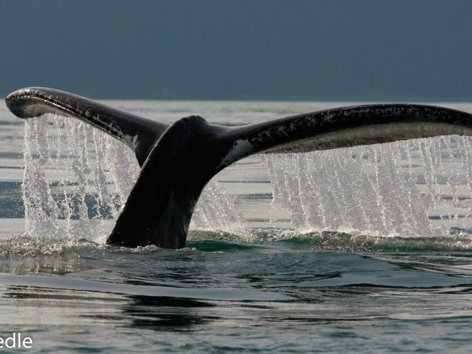 Humpback Whale