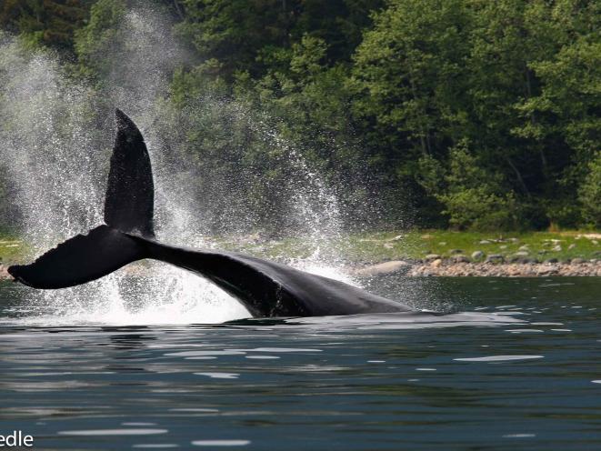 Humpback Whale