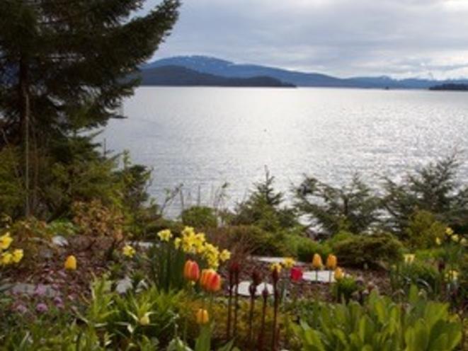 AKNS OVR garden tulips