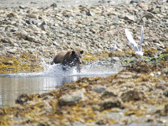 Brown Bear in Alaska