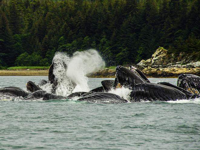 whales feeding