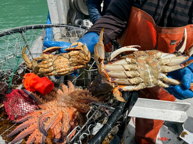 Catch Display & Bycatch Exploration