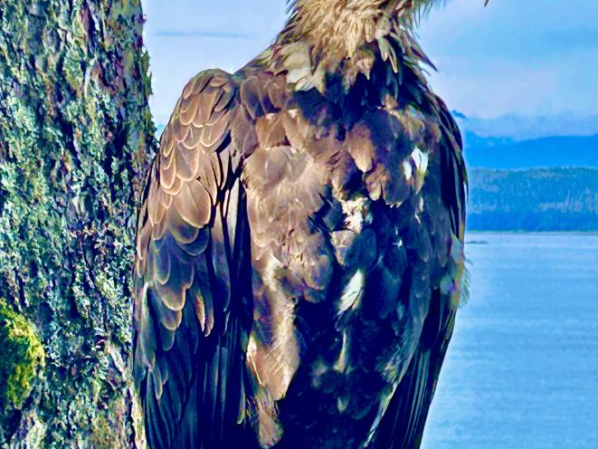 American Bald Eagle