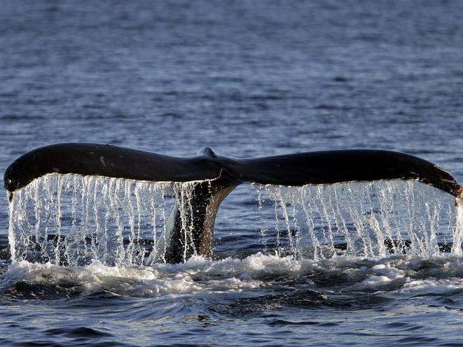 Humpback Whale