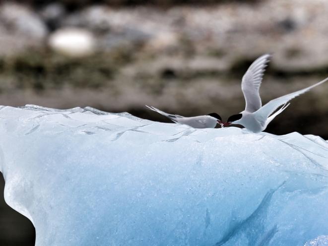 Arctic Terns