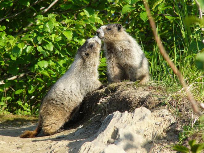 Critters on the Trail