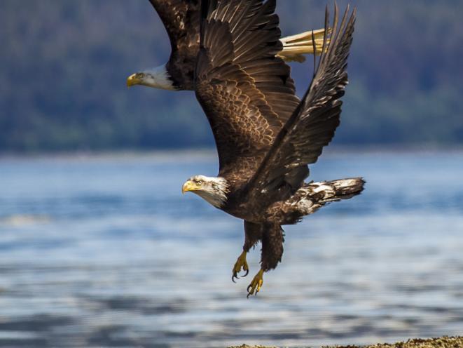 Eagles soaring with Gastineau Guiding Co