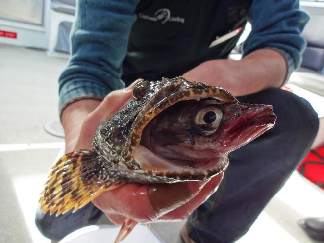 Discover Alaska's Whales with Gastineau Guiding Co