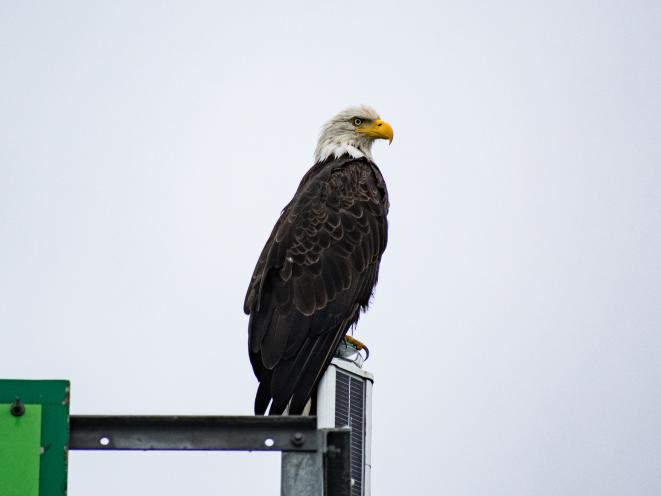 adult bald eagle