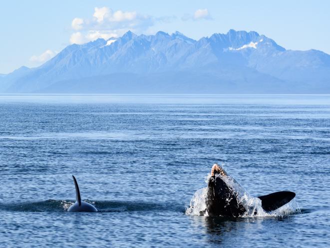 orca playing shark
