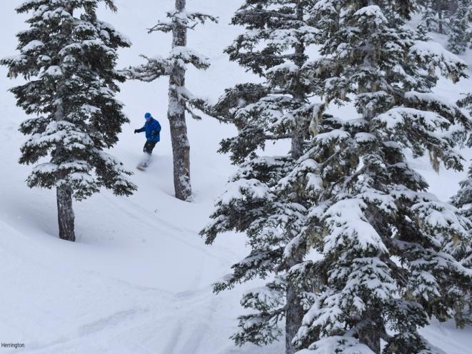 Turns through the trees