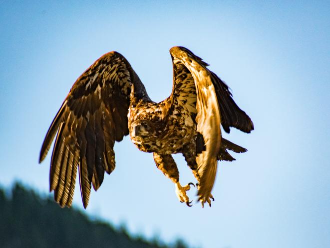 juvenile bald eagle in flight
