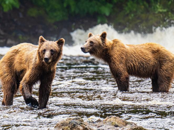 Siblings of Chichagof Island