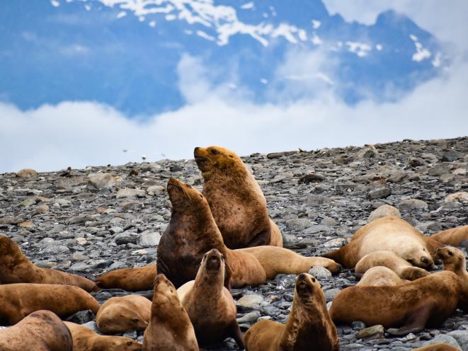 Steller Sea Lions Little Island