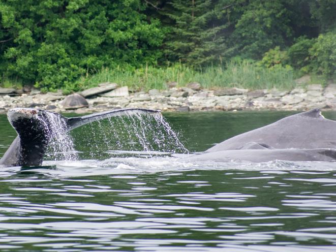 Humpback Whales Diving