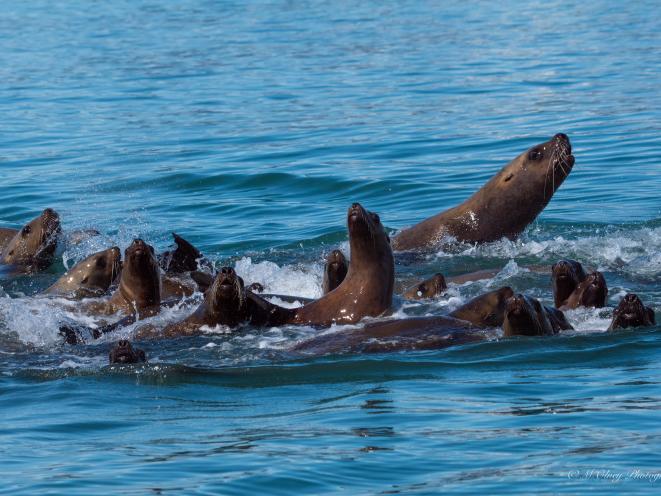 Wildlife Viewing Trips