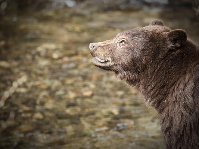 Bear Sightings from the Trail Gastineau Guiding Co