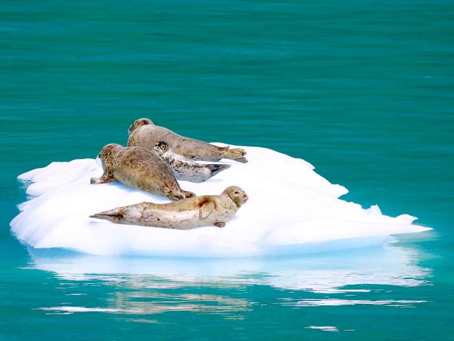 Harbor Seals Hauled Out