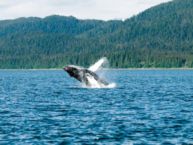 Humpback Whale Breaching