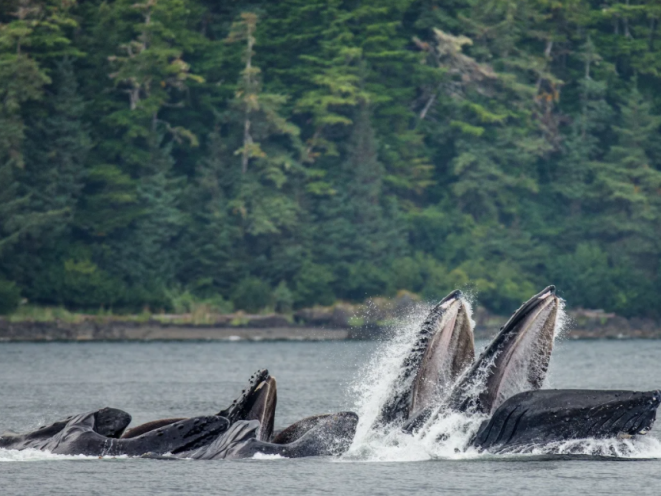 Humpback Whales