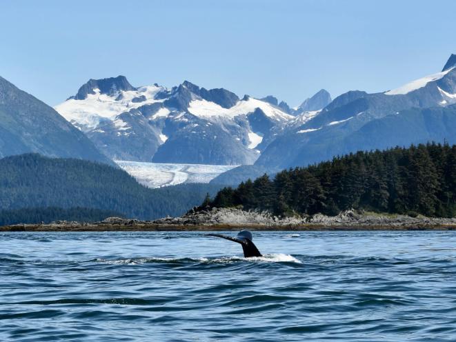 Whale Watching