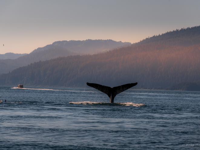Best Whale Watching Tours Around