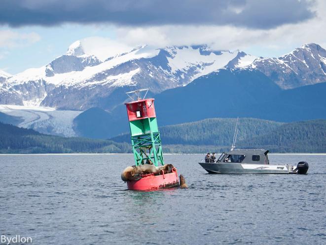 Sealions and Glacier