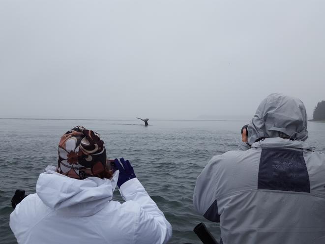 Private Whale Watching trip