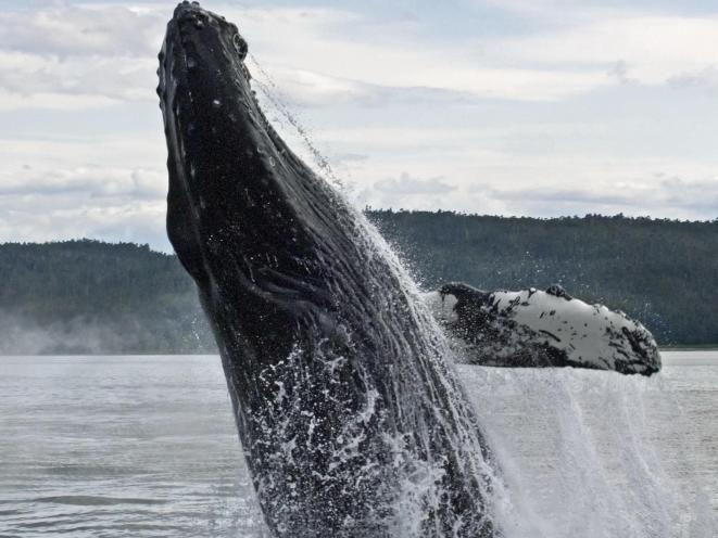 Breaching Humpback