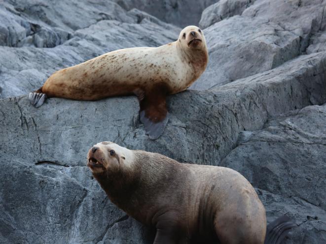 Sea Lions Hauled Out