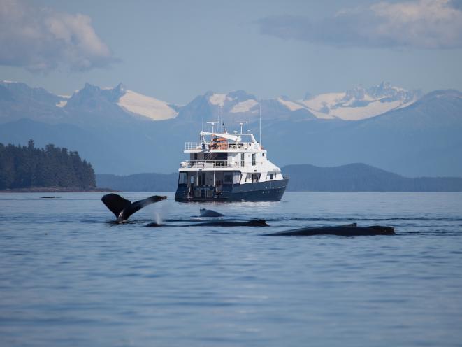Whales pass by the Safari Quest - UnCruise Adventures