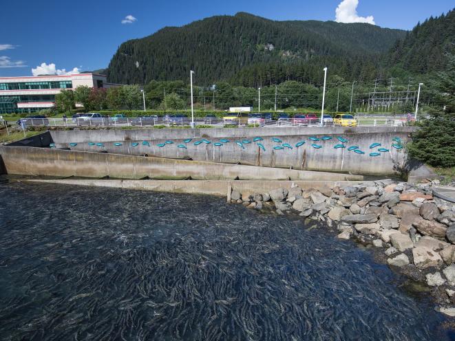 Chum salmon return from the ocean