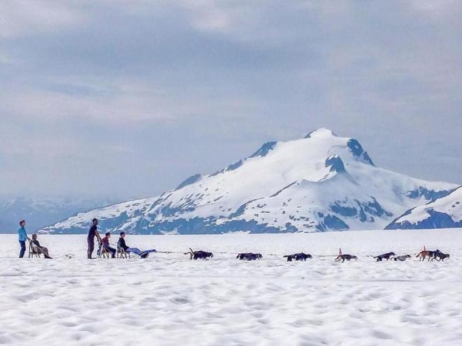 Glacier dog sledding
