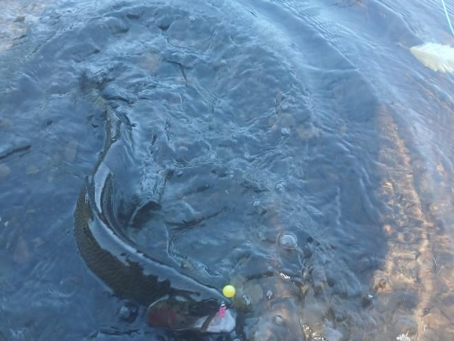 Fly Fishing for Trout