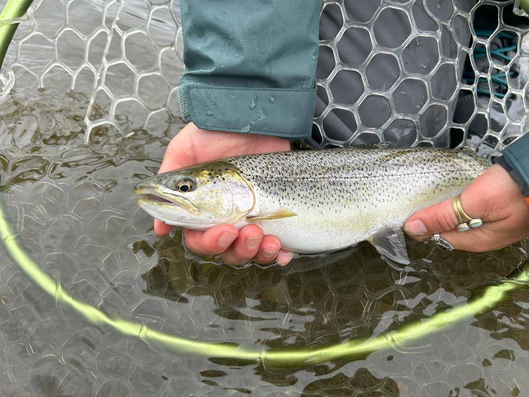 Tidewater Fly Fishing