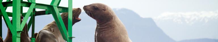 Sea lion trying to get on buoy