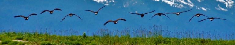 Juneau Raptor Center