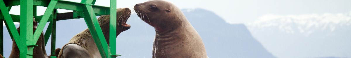 Sea lion trying to get on buoy