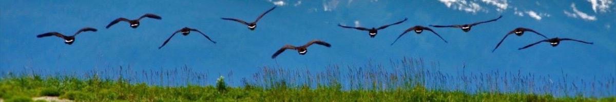 Juneau Raptor Center