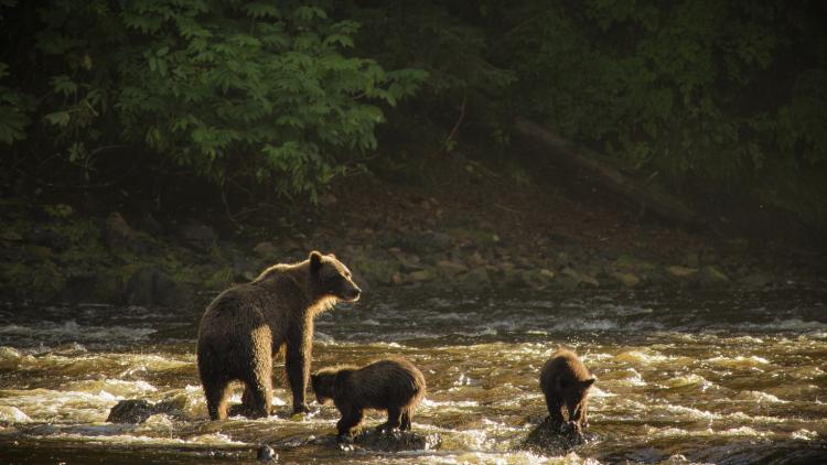 Bear and Family