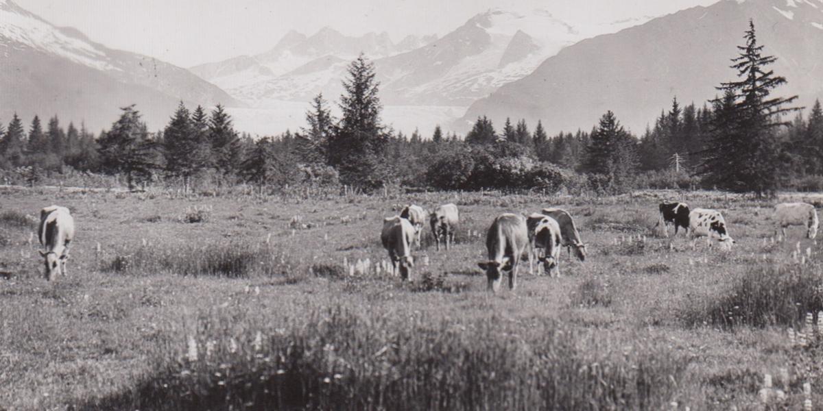 Cows on Glacier Highway