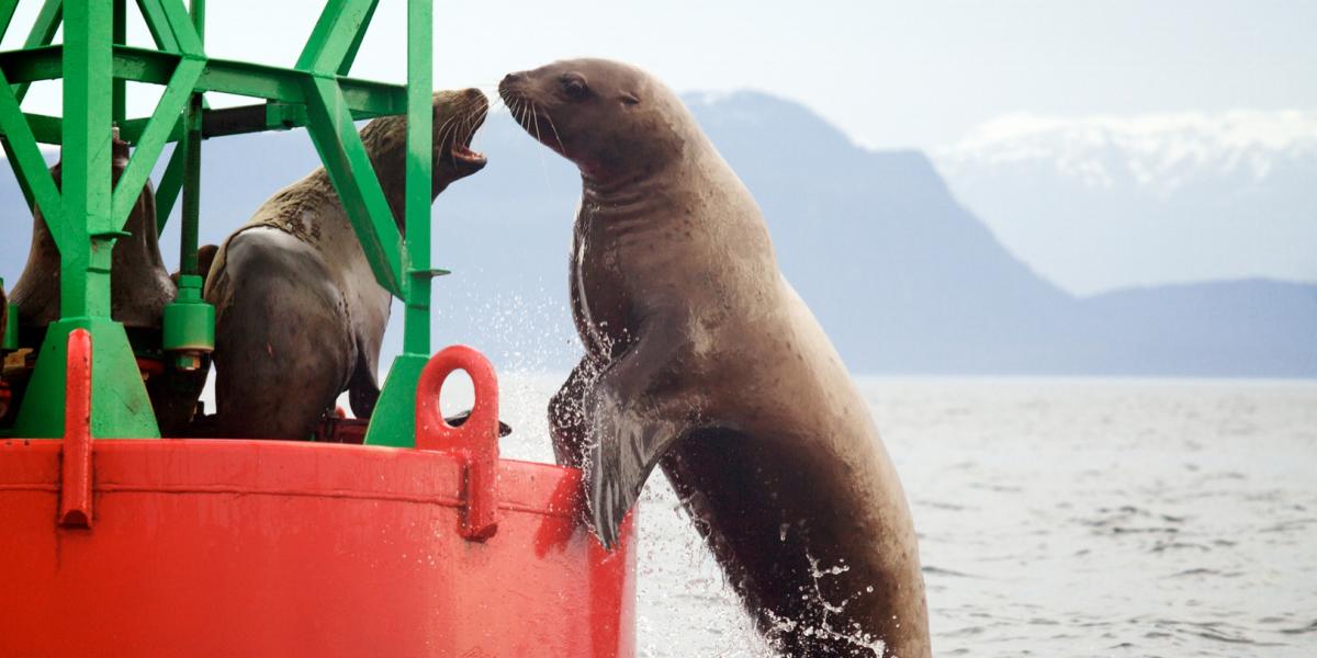 Sea Lions on a Buoy